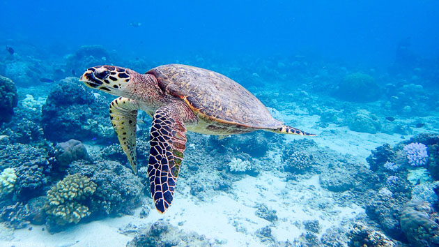 Nagez avec les tortues sur l'île Gili Meno à Bali en Indonésie